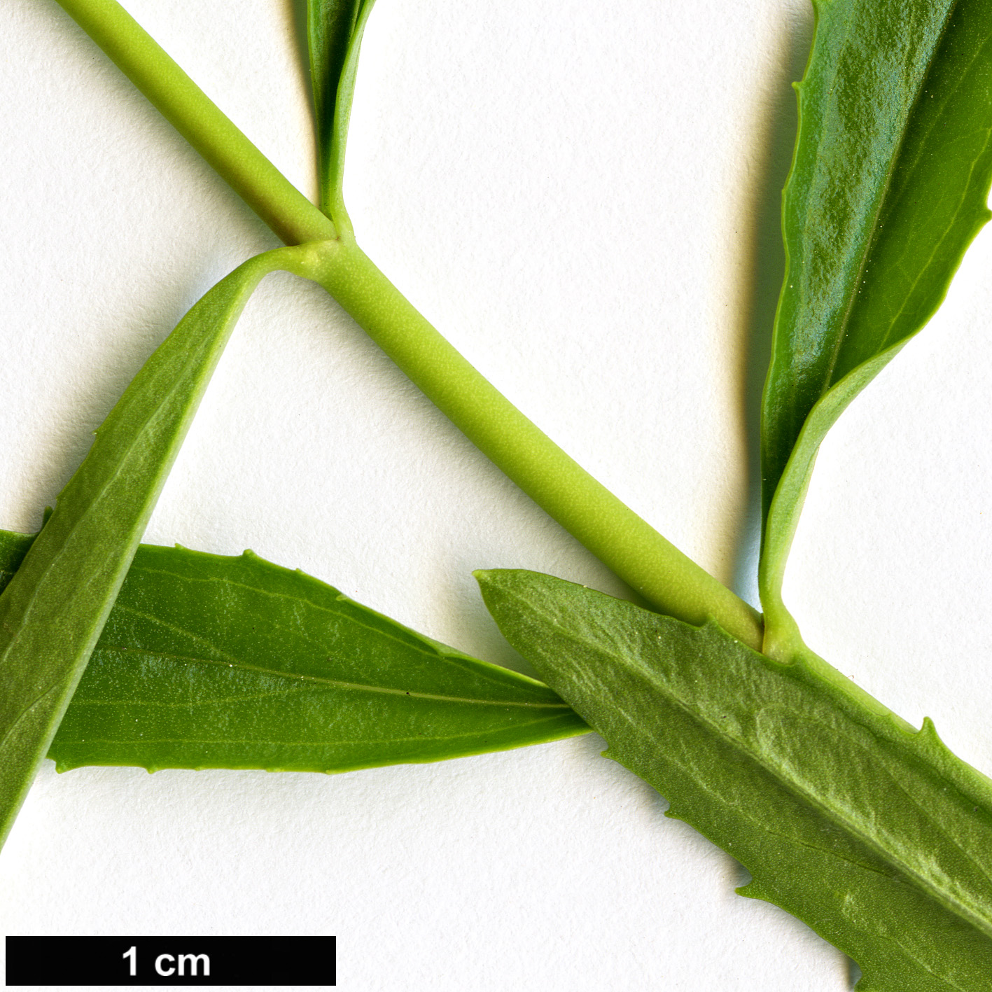High resolution image: Family: Plantaginaceae - Genus: Keckiella - Taxon: breviflora - SpeciesSub: var. glabrisepala